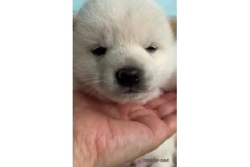 成約済の静岡県の豆柴-235291の4枚目